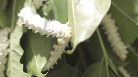 gusanos de seda maduros cierran macro comiendo hojas verdes