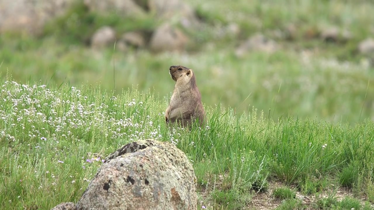 Marmot Standing in Grassy Meadow