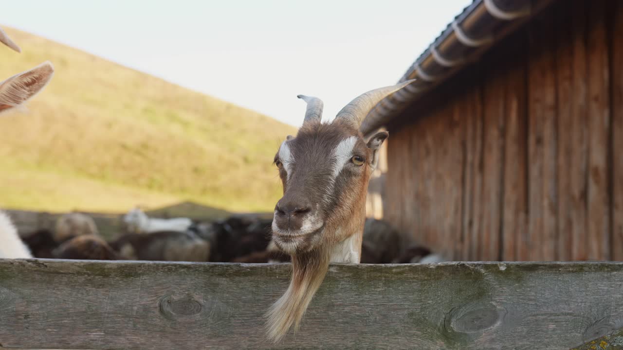 염소 가 나무 울타리 를 내려다보고 있다