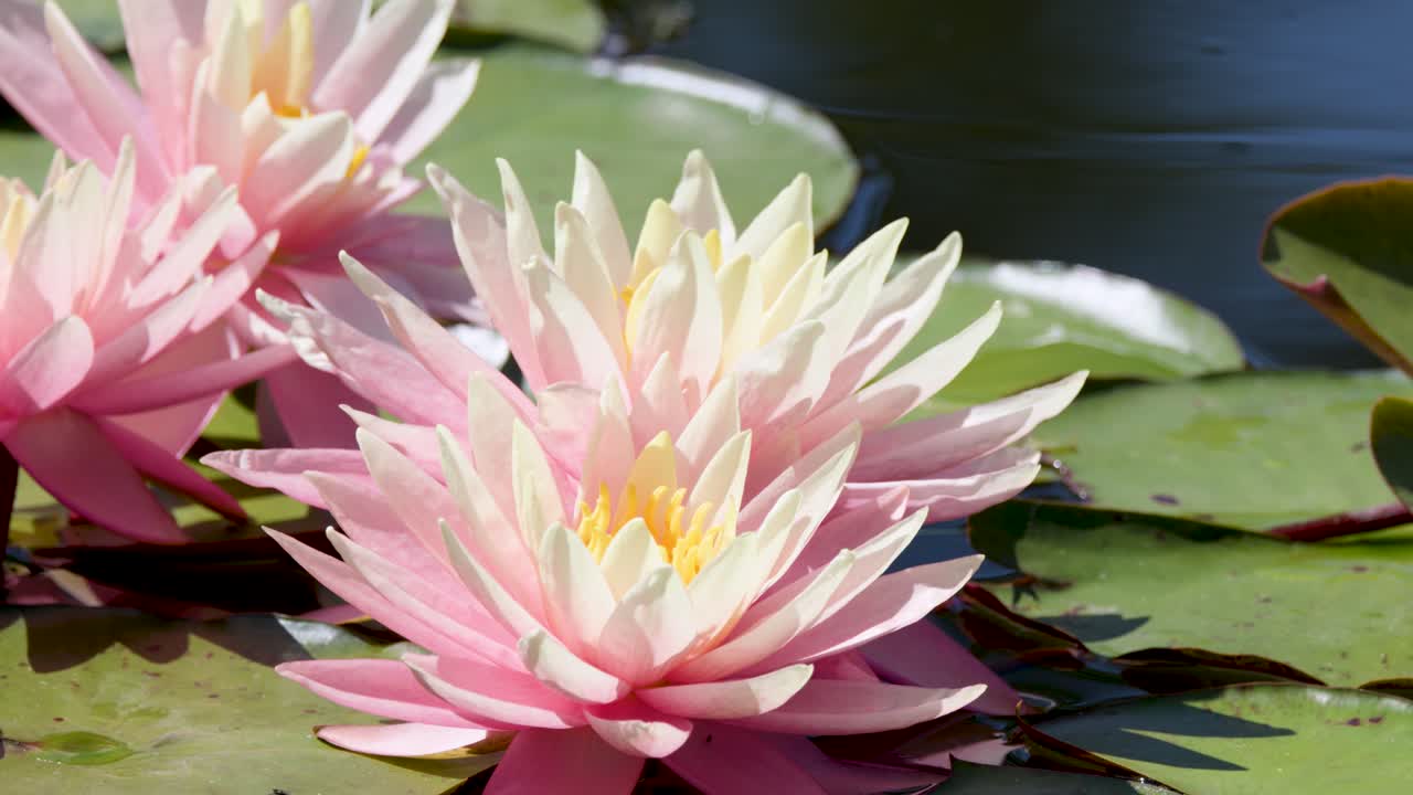 Close-up of blooming water lilies on calm pond, natural sunlight, minimal camera movement, serene atmosphere