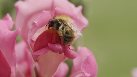 Abeja-Obrera-Recogiendo-Polen-De-Una-Rosa-De-Jardín-Rosa