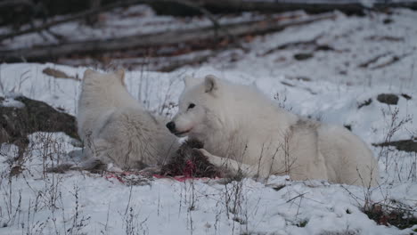 Hermosos-Lobos-Blancos-Como-La-Nieve-Alimentándose-De-Un-Cadáver---Cerrar-A-Cámara-Lenta