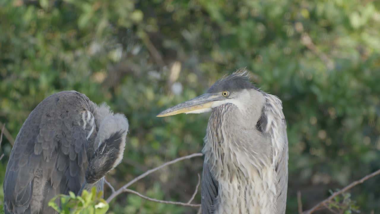 Two juvenile Great Blue Herons interact in their nest, surrounded by dense green foliage in a wildlife sanctuary