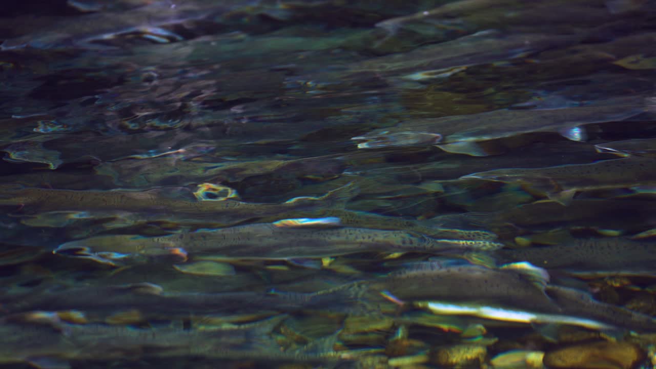 Reflection of a pink salmon school in a shallow pool in a creek in the Pacific Northwest in Canada