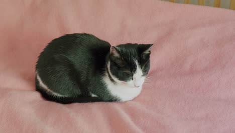 black and white pet cat resting on pink bed