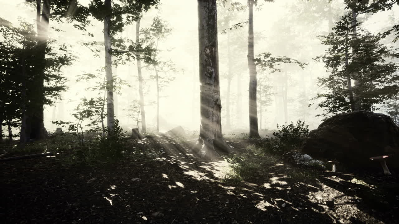 太阳在雾中的森林中升起