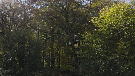 elevándose sobre frondosos árboles reveló un paisaje montañoso en el bosque sabaduri, georgia