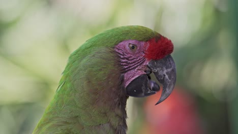 close up headshot of a red-fronted macaw against a blurred green background