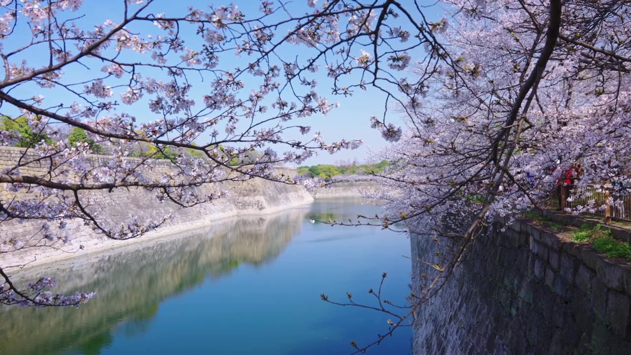 Bellissimo fossato del Castello di Osaka, Sakura in fiore in primavera, fiori di ciliegio