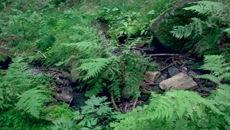 relaxing view of a amall river in the forest