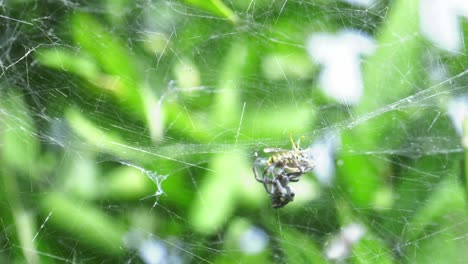Tent-web-spider-capturing-wasp-in-orb-web,-spain,-Cyrtophora-citricola