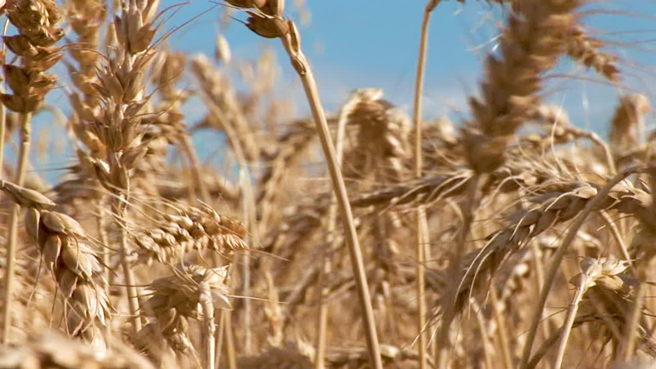 пшеничные поля южного побережья мыса