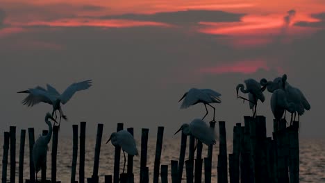 The-Great-Egret,-also-known-as-the-Common-Egret-or-the-Large-Egret