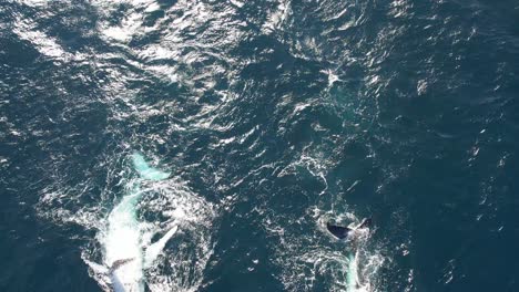 Humpback-Whales-Pec-Slapping-Behaviour-In-The-Water