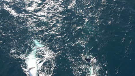 humpback whales pec slapping behaviour in the water