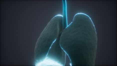 3d animation of human lungs