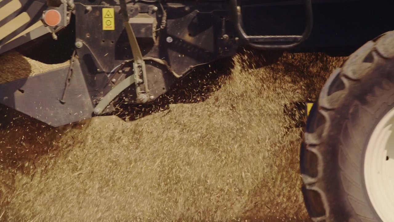 A close-up view of golden wheat ears being cut and collected by a combine harvester during harvest season. Food and agriculture industry.