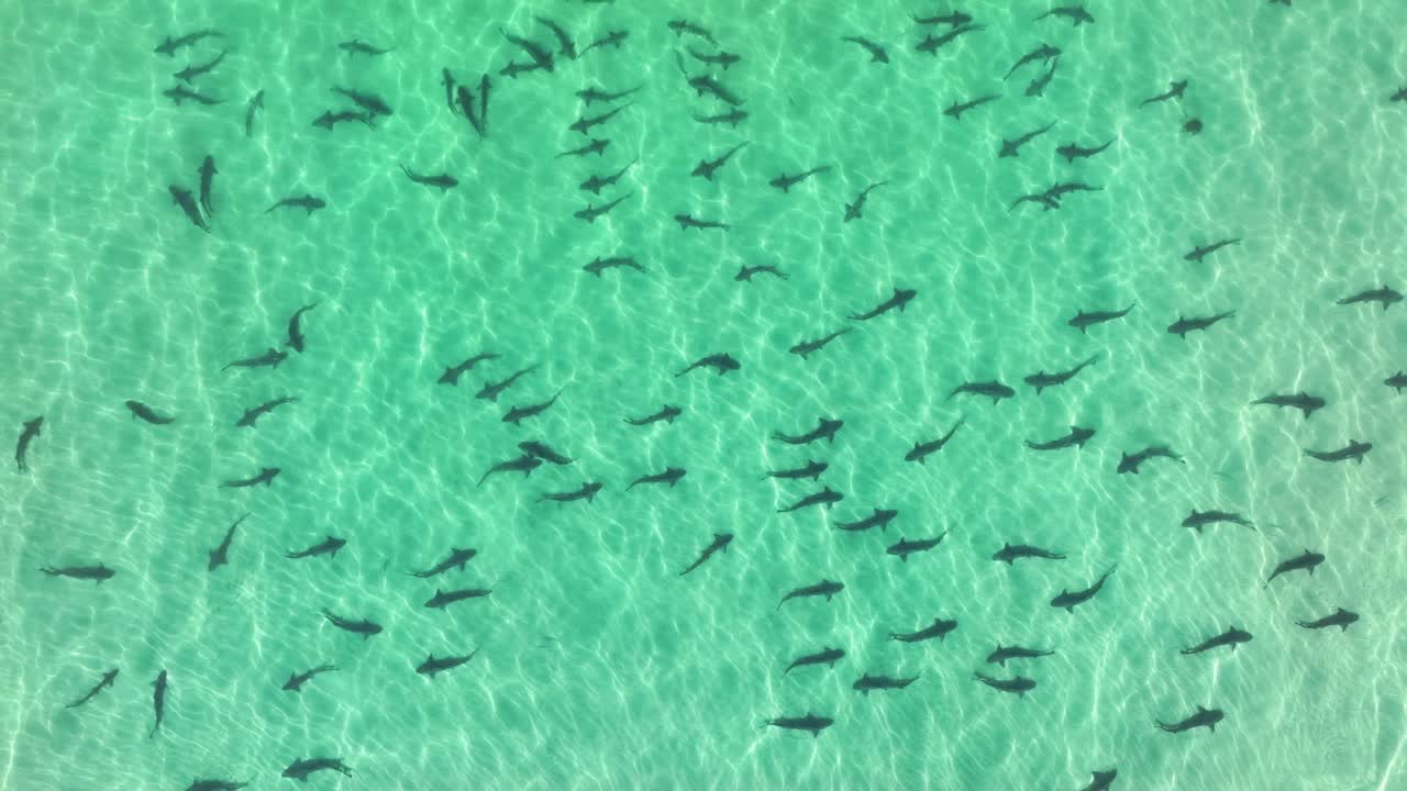 hundreds of leopard sharks spawning in shallow water, Aerial view, 4k