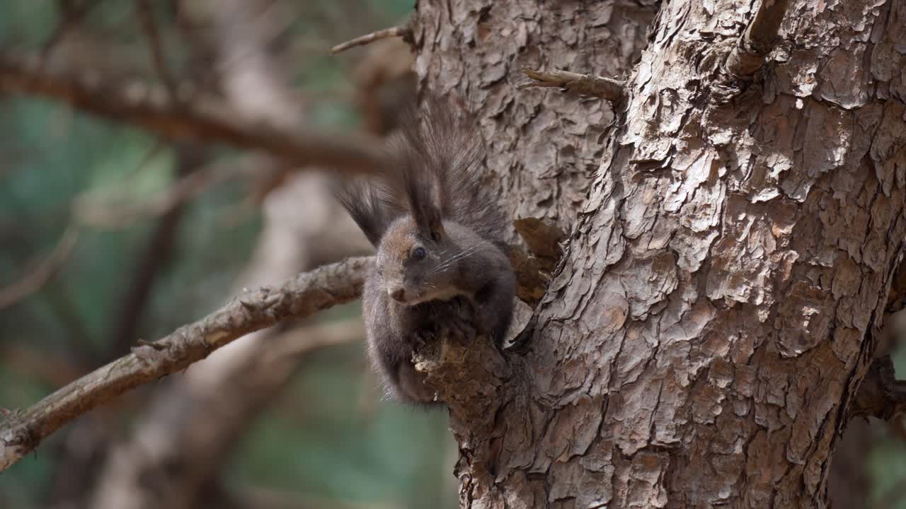 евразийская серая белка отдыхает на сосне и запрыгивает на ствол - крупный план