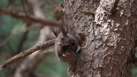 eurasian gray squirrel resting on a pine tree and jumps up on the trunk - close-up