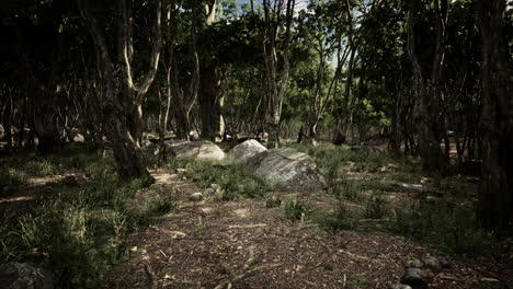 Boulders-in-green-grass-overgrown-with-green-moss