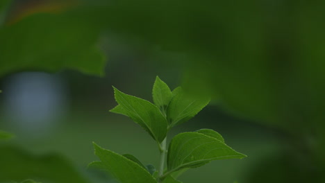 年輕的綠色夏日葉在田野的浅處在輕微的風中波浪