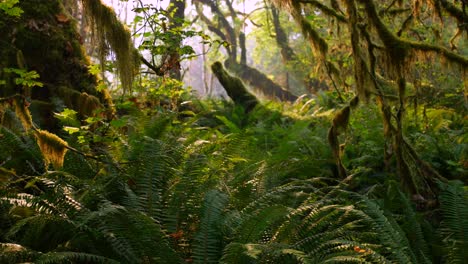 drone video reveals a serene, sunlit mossy forest floor adorned with lush green ferns. the warm light filters through tall trees, casting enchanting patterns on the rich foliage
