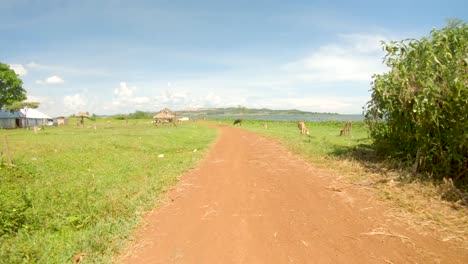 A-low-down-point-of-view-shot-from-a-motor-bike-traveling-on-a-dirt-road-and-past-cows-near-Lake-Victoria