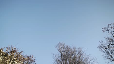 Gartenstrauch-Im-Frühjahr-Unter-Blauem-Himmel