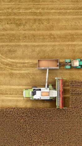 harvester machine and tractor on yellow field. combine is pouring ripe grains into the trailer. top aerial view. camera moving down. vertical video