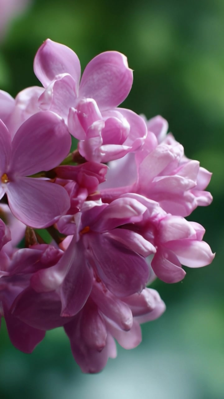 Close-up Memukau Bunga Lilac Merah Muda Cerah Menampilkan Kelopak Halus dengan Latar Belakang Hijau Lembut, Sempurna untuk Penggemar Alam dan Pecinta Bunga