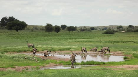 Extreme-Weite-Aufnahme-Einer-Herde-Von-Oryx-antilopen,-Die-An-Einem-Natürlichen-Wasserloch-In-Der-Grünen-Landschaft-Des-Kgalagadi-Transfrontier-Parks-Trinken-Und-Fressen