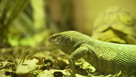 lagarto varanus gouldii caminando por el hábitat de los reptiles mientras saca la lengua