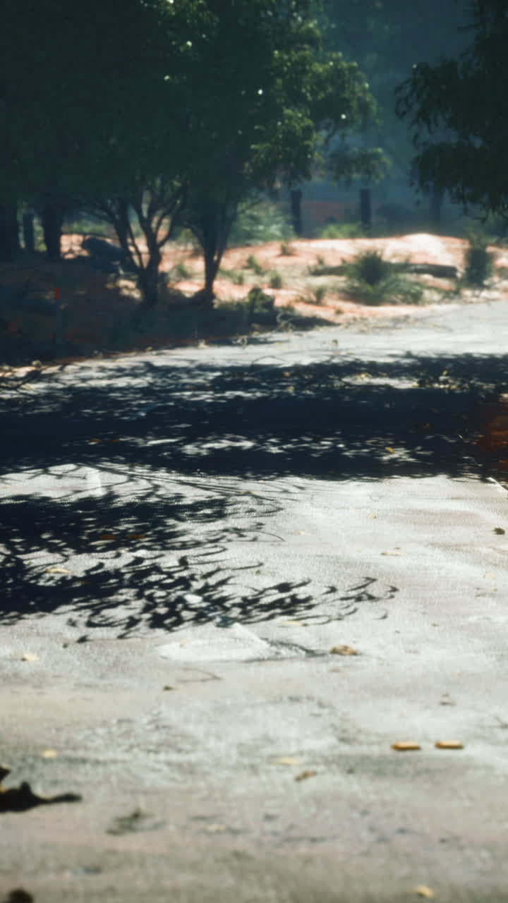 이 많은 숲 속 의  비어 있는 길