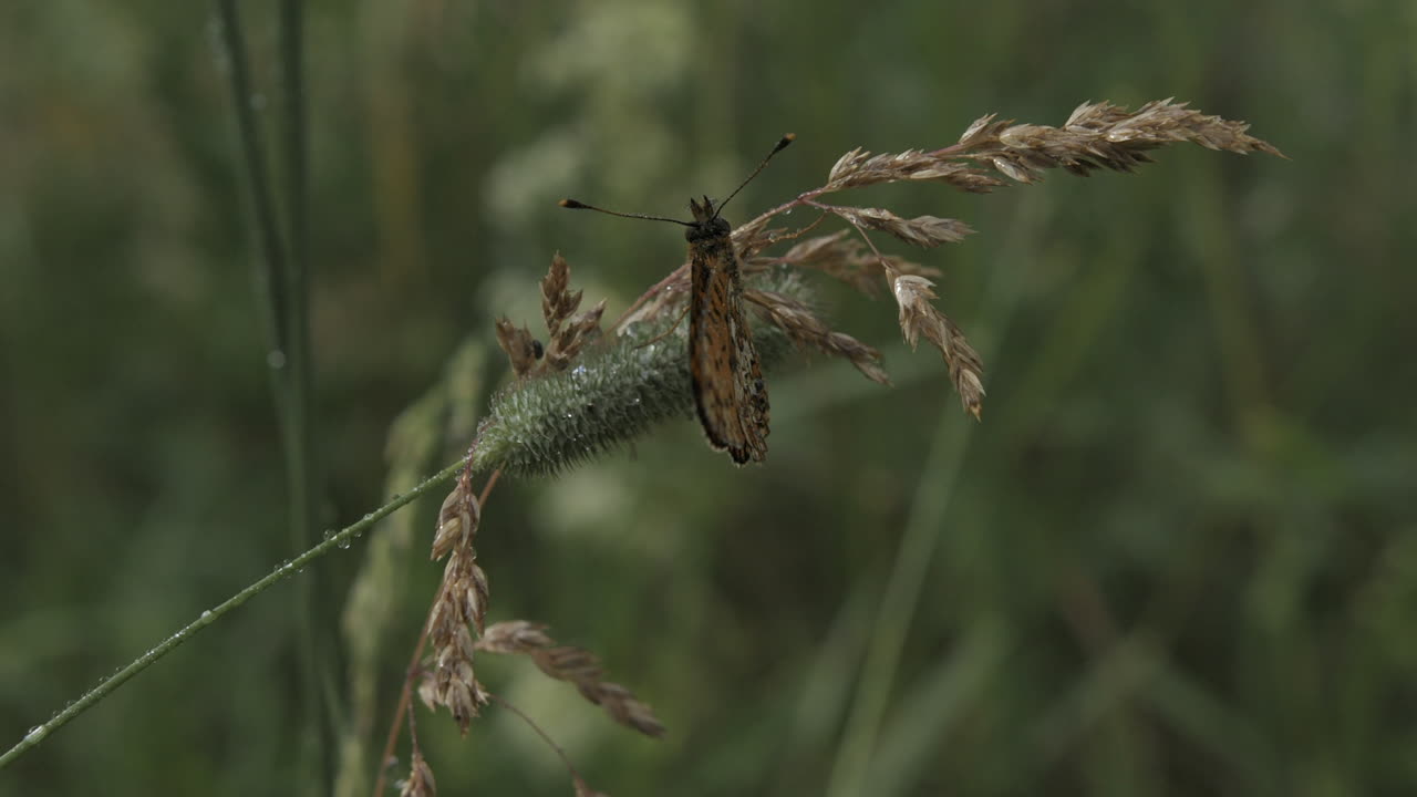 mariposa en una hoja de hierba