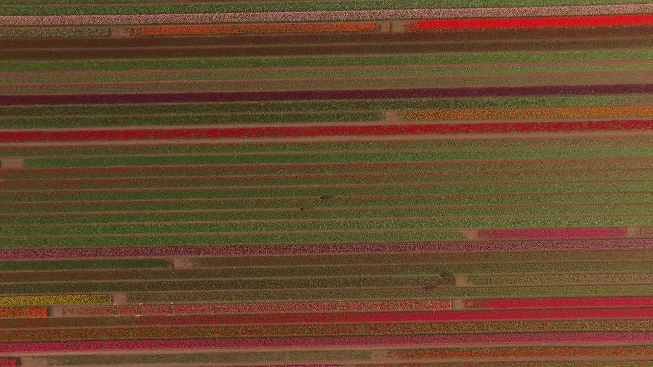 Aerial view of colorful flower fields stretching across Dutch countryside