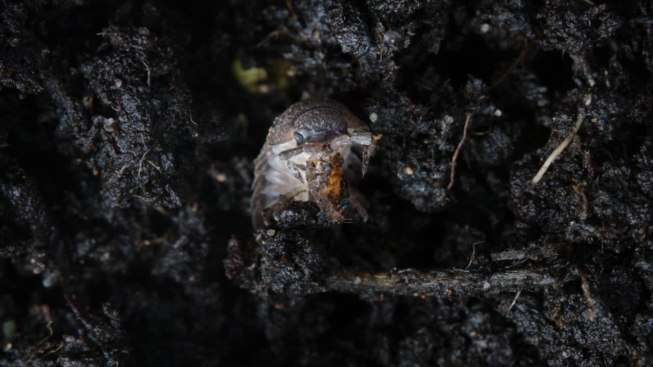 Woodlouse eating grub. Common rough woodlouse, Porcellio scaber, macro in soil.