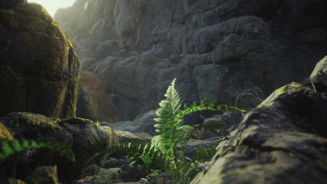 lush green fern growing among rocky terrain in a sunlit canyon