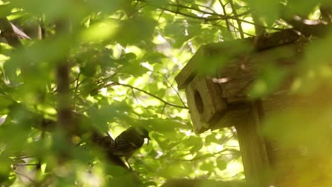 forest moment of wild care, green light and wood shelter