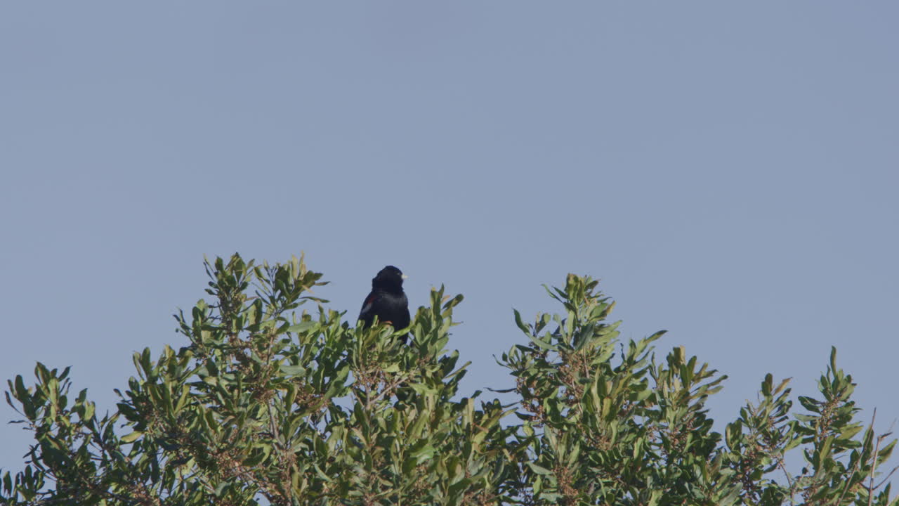 Uccello nero appollaiato sulla cima di un albero che si libra in volo contro il cielo azzurro