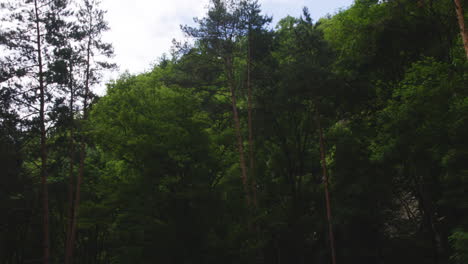 tall pine trees in deep dark forest in georgia in complete stillness