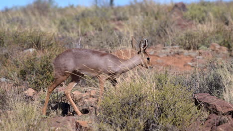 hembra de steenbok caminando por las rocas alimentándose de arbustos