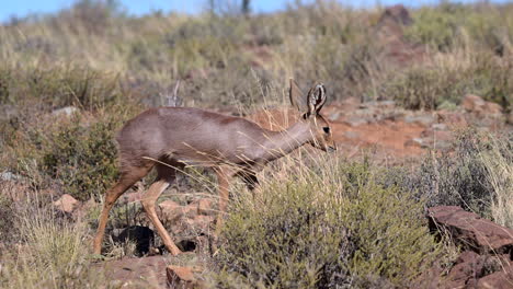 steenbok female walking on rocks feeding on shrubs