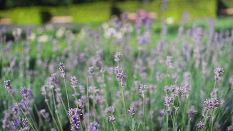 swaying fields, urban oasis: purple flowers in city park, serene summer stroll