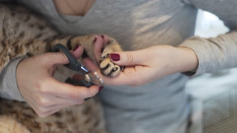 cutting the claws from the front paw of a female bengal cat