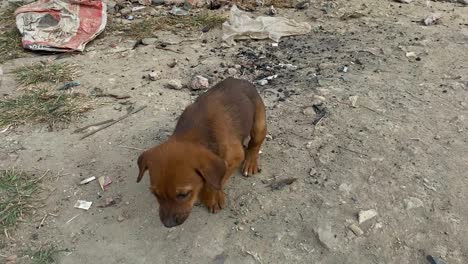 young stray brown puppy being alerted in rubbish strewn street in dhaka