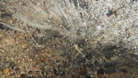 underwater plant covered with white mold and oxygen bubbles