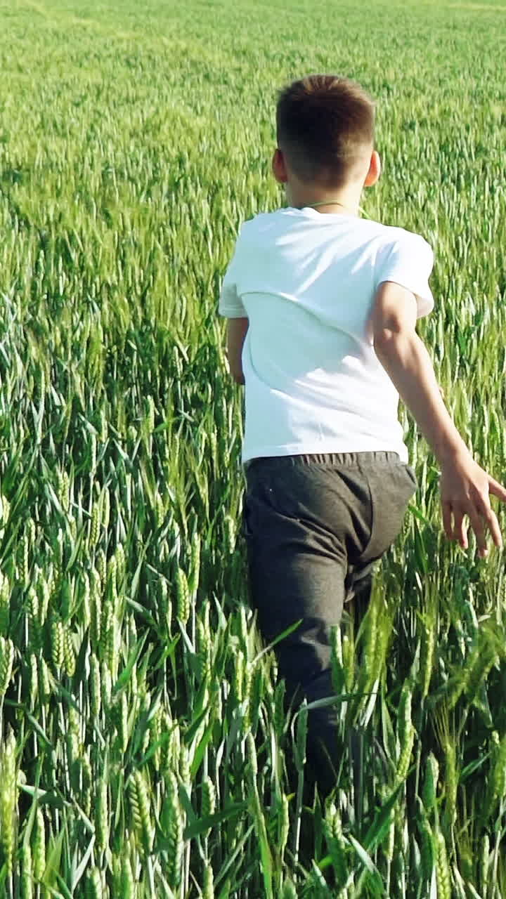 boy with his back is running over the wheat in the field in the afternoon in warm weather. Slow motion. Vertical video