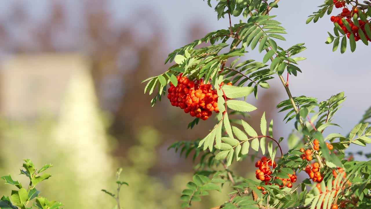 산의 재 또는 rowan sorbus aucuparia