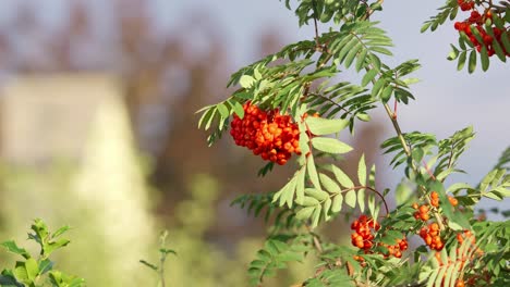 ceniza de montaña o sorbus aucuparia